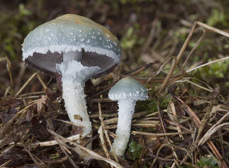 Stropharia aeruginosa